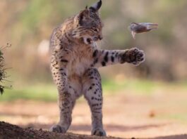 El “roedor volador” y otras 23 imágenes increíbles que bordan la perfección fotográfica de la vida silvestre