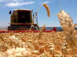 Ingresaron US$7463 millones: en el primer bimestre del año las exportaciones agroindustriales subieron un 7%