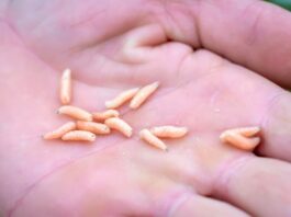 ¿Por qué aparecen gusanos blancos en la cocina? Sus causas, lugares comunes y cómo eliminarlos