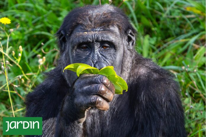 Hojas amargas, arcilla y hormigas: el botiquín secreto de los animales