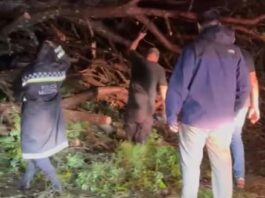 Un fuerte temporal azotó el AMBA y causó destrozos: autos tapados, inundaciones y árboles caídos