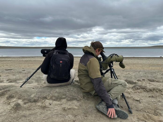 Hay menos de 1000: un acuerdo de “convivencia” permitirá proteger a una de las aves más amenazadas