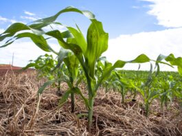 Campaña agrícola: el negocio ya no se define solo en el lote