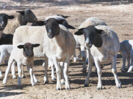 Es mortal: investigan un posible caso de una enfermedad exótica en ovinos