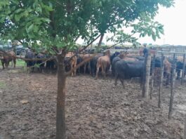 Giro: la Justicia tomó una contundente decisión en la causa del influencer que denunció la desaparición de vacas