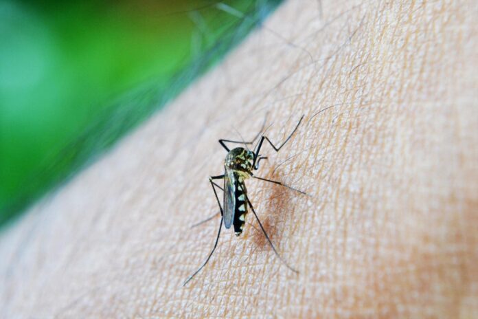 Por qué un condado del sur de Los Ángeles liberó 100.000 mosquitos “pica tobillos” antes del verano
