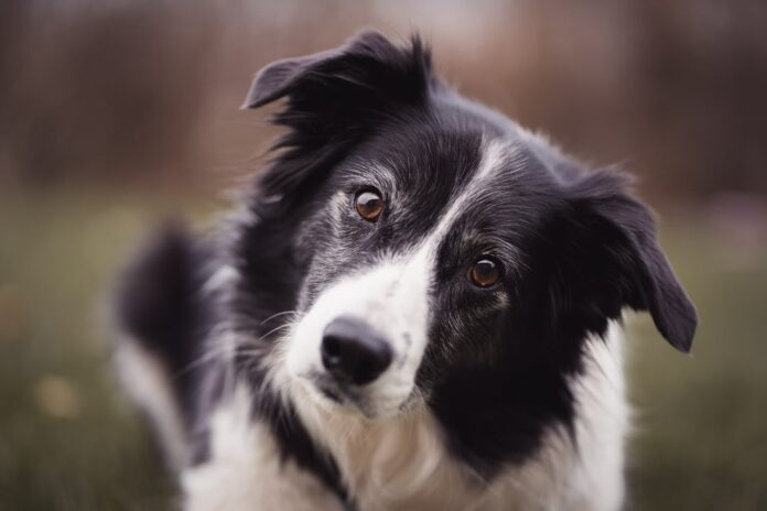 Cómo sé si mi perro Border Collie está viejo