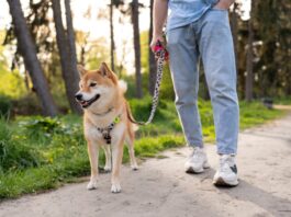 El sencillo truco de tres minutos para que tu perro no tire de la correa en los paseos