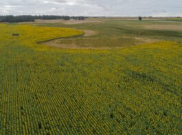 Nuevo escenario: el cultivo que abrió la puerta a un reseteo productivo
