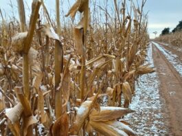 Semana polar: la ola de frío que hará caer las temperaturas en todo el país, incluso en las zonas más cálidas