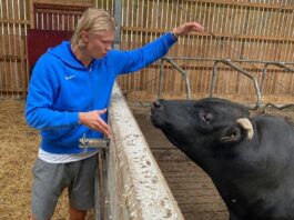 Del héroe ante Brasil al sueño rural: Haaland quiere ser “el mejor agricultor” de Noruega