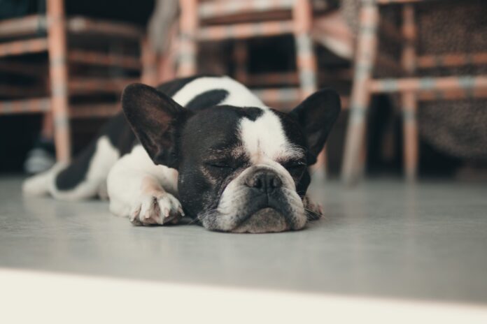 Siete señales de que tu perro tiene frío que no hay que ignorar