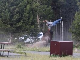 Video: un bisonte persiguió y lanzó por el aire a un turista en Yellowstone
