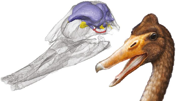 Científicos argentinos reconstruyeron el cerebro de una de las primeras aves acuáticas
