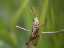 Qué significa escuchar grillos en tu casa o jardín durante la noche