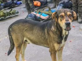 La historia de Vaguito, el perro que pasó de ser rescatado a convertirse en un héroe de la Policía