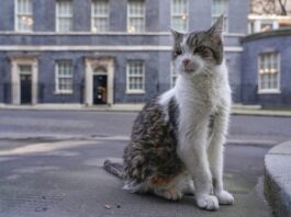 La increíble historia de Larry, el gato que estuvo junto a seis primeros ministros del Reino Unido