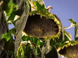 Boom exportador: el agro se acercó a los US$32.000 millones y estos fueron los sectores que más crecieron