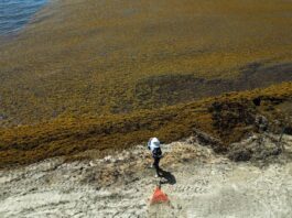 Sargazo: las razones que explican la invasión de algas en playas paradisíacas y una pregunta inquietante a futuro