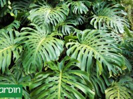 El jardín cambió de protagonista: ahora las hojas se llevan todas las miradas