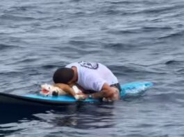 La conmovedora despedida de un surfista a su perro tras 16 años juntos: “Te amo cabezón, te voy a echar de menos”