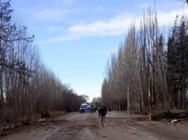 Viajaba a festejar en familia su cumpleaños de 15: un árbol cayó sobre la camioneta y mató a sus padres