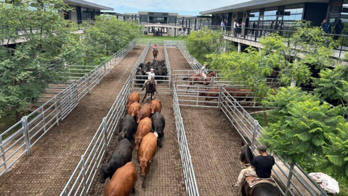 Vacunos: comienzo de semana con subas en el Mercado Agroganadero de Cañuelas