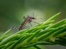 Rohit Lakhwani, investigador: “Los mosquitos podrían estar desarrollando resistencia al insecticida”