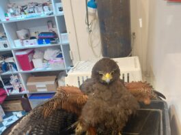 Después de una tormenta, rescató a un ave de garras que agonizaba pero se topó con un obstáculo: “Nadie me quiso llevar”