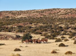 “Tocamos fondo”: en Chubut hablan de una fenomenal pérdida de ovejas por depredadores como el puma y exigen un plan ante el guanaco