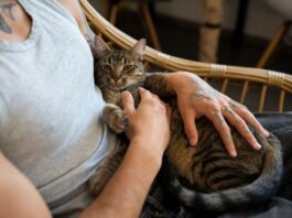Por qué se le dice “michi” a los gatos: el origen de la palabra que repetís todo el tiempo