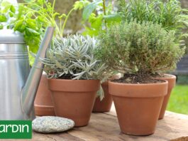Por qué las plantas secas resisten mejor el frío que las recién regadas