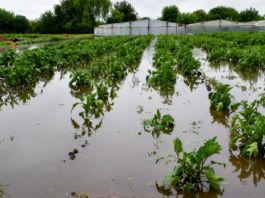 Con pérdidas y siembras demoradas, El Niño golpea al cinturón frutihortícola de La Plata