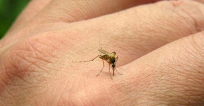 Fiebre chikungunya: se registraron 3 nuevos casos