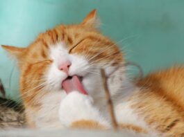Las señales obvias y tristes que dan los gatos antes de morir
