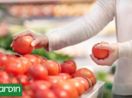 Por qué los tomates actuales tienen menos sabor que antes