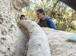 Hallan el colmillo más largo de un mastodonte de 500 mil años en San Pedro: cuánto mide