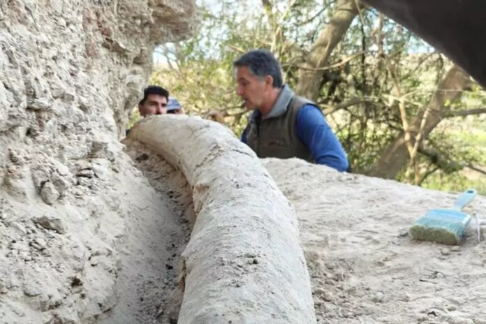 Hallan el colmillo más largo de un mastodonte de 500 mil años en San Pedro: cuánto mide