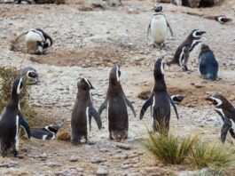 Un nuevo hogar: liberan a 40 pingüinos del ex Mar del Plata Aquarium en una reserva natural