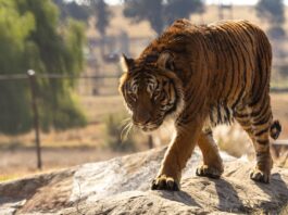 “Profundamente emocionante”: los primeros pasos en libertad de los 30 leones y tigres rescatados del exzoológico de Luján