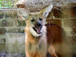 Especie amenazada: la extraña aparición de un aguará guazú deambulando por Rosario alertó a vecinos