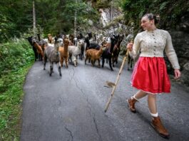 Alpacas suizas