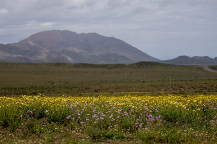 El desierto de Atacama floreció tras las intensas lluvias provocadas por El Niño