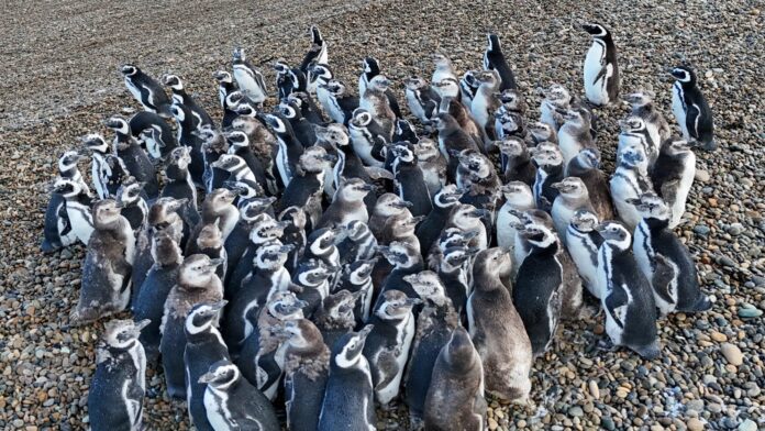 Video: el emotivo rescate de 40 pingüinos que pasaron de estar en remate a vivir en un entorno natural
