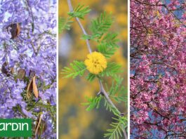 Seis árboles que protagonizan la primavera antes que todos los demás