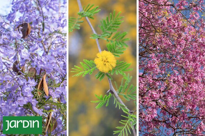 Seis árboles que protagonizan la primavera antes que todos los demás