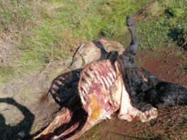 “¿Qué seguridad tengo?”: en menos de un mes le mataron nueve animales y una región está en vilo por los ataques de una banda