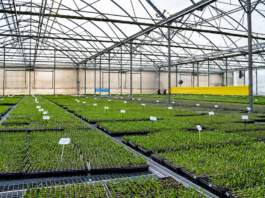 Proyectan una planta de frío en La Plata para reducir pérdidas de miles de toneladas del cordón frutihortícola