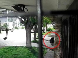 Video: robaron caños de gas en Tolosa durante la madrugada y quedaron filmados