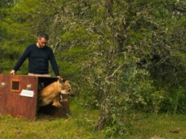 Volvió a la naturaleza el aguará guazú que había sorprendido a vecinos al aparecer por las calles de Rosario
